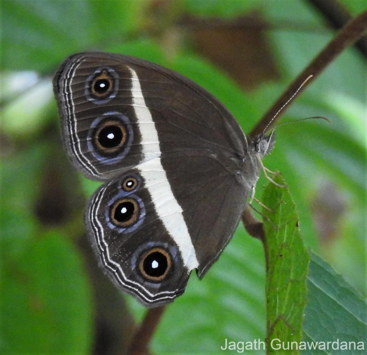 Orsotriaena medus Fabricius, 1775